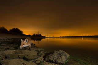 Illustration for article titled Nature's Candids: The Best Wildlife Camera-Trap Photography Of 2014